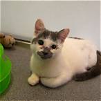 battersea dogs & cats home lottery
